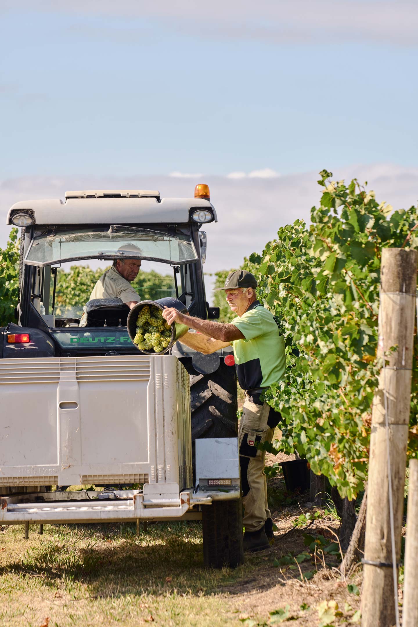 Zonzo Winemaking Harvest Brian And Sid