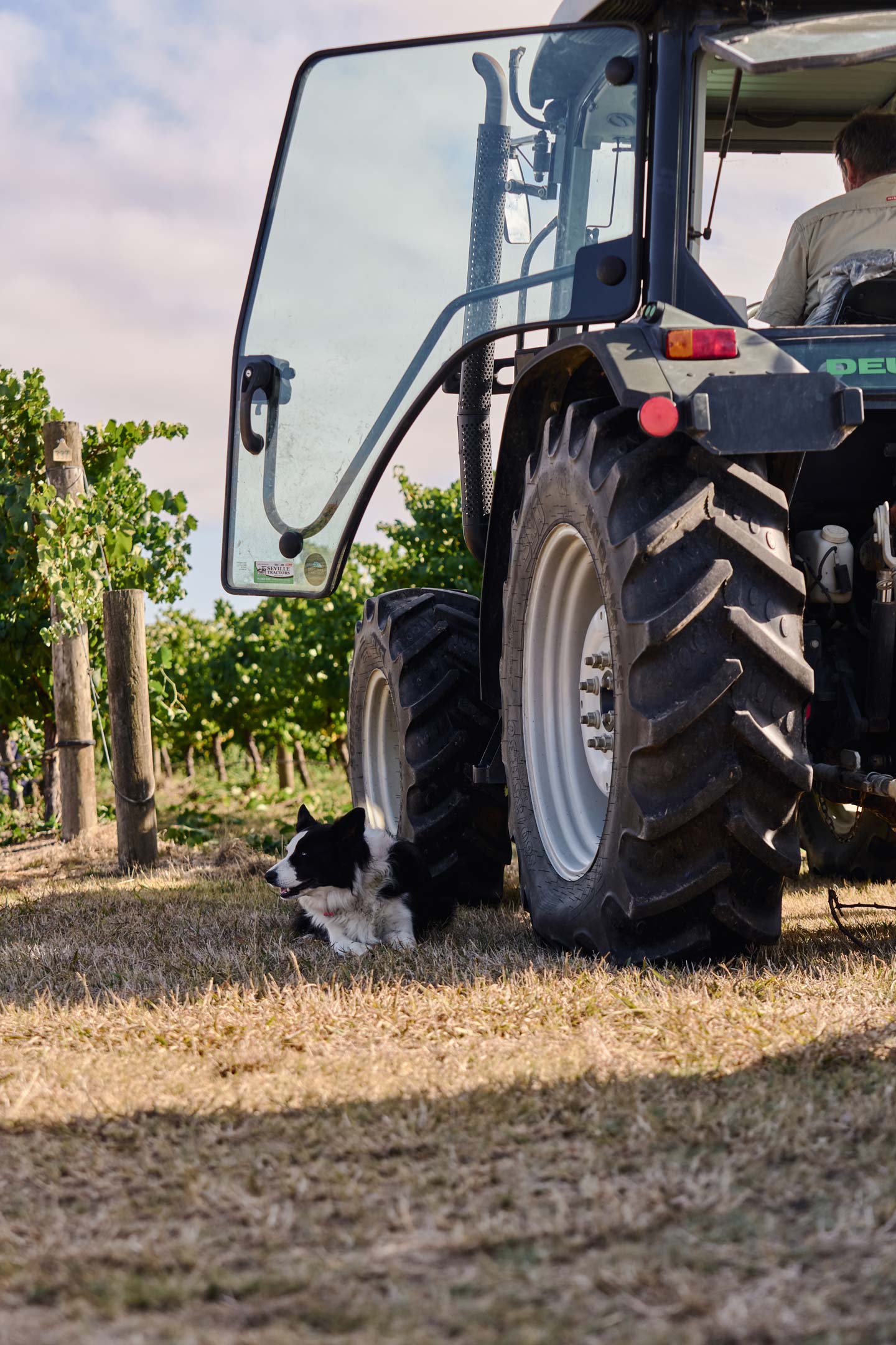 Zonzo Winemaking Harvest Dog