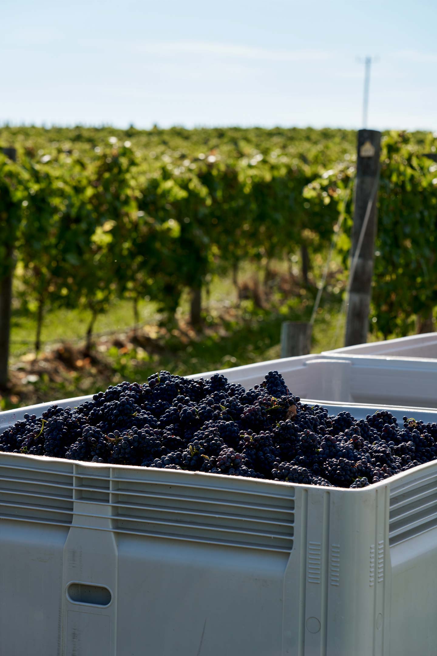 Zonzo Winemaking Harvest Red Grapes