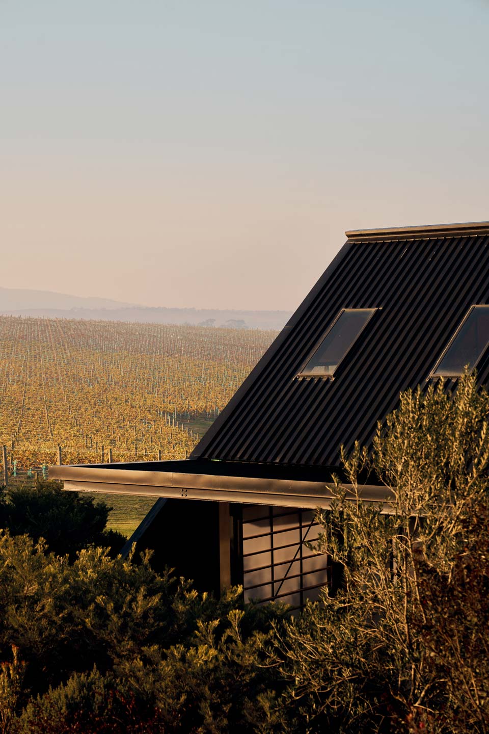Zonzo Estate Capella Vineyard Autumn