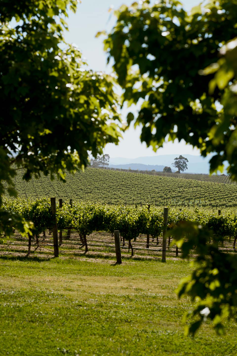 Zonzo Estate Vineyard Spring